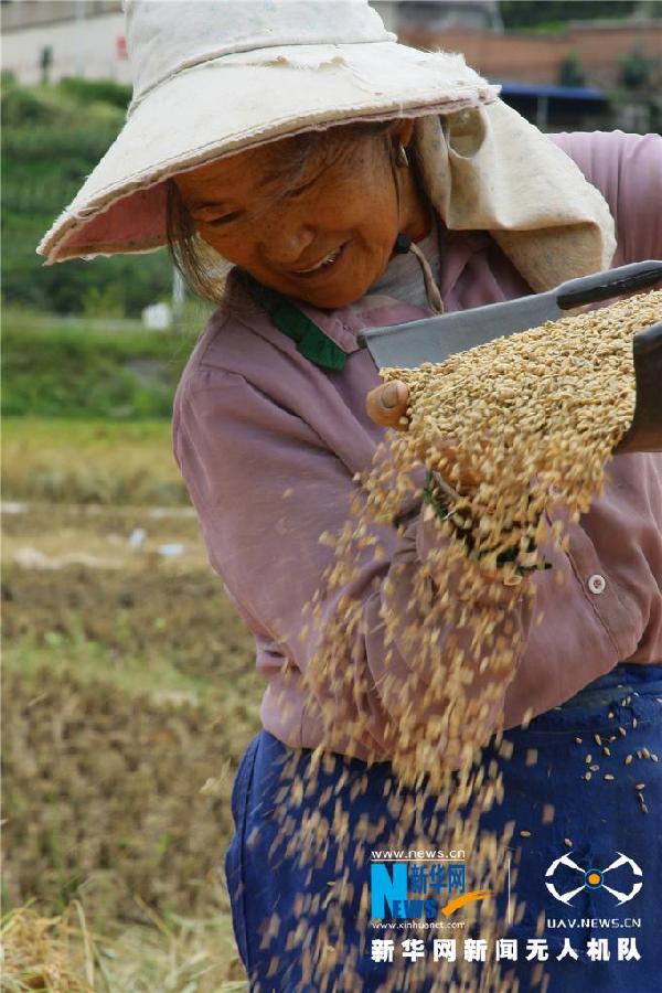 珠源大地盡染豐收色彩