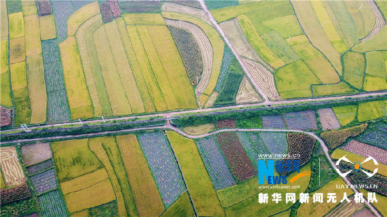 珠源大地盡染豐收色彩