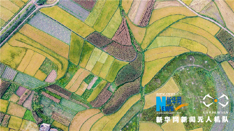 珠源大地盡染豐收色彩