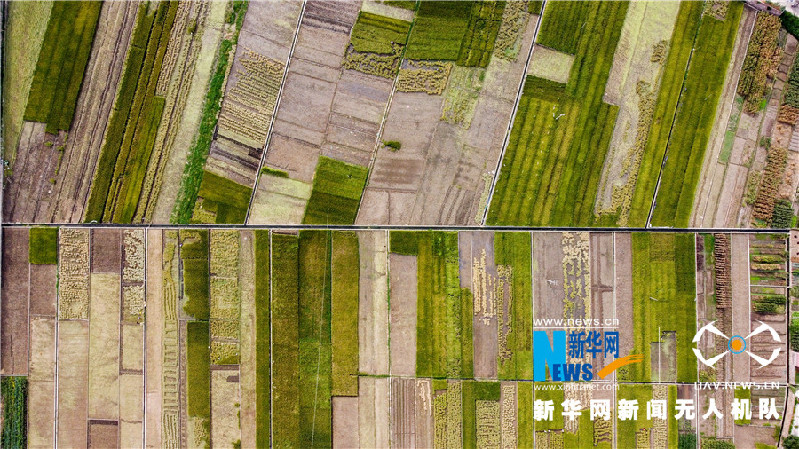 珠源大地盡染豐收色彩