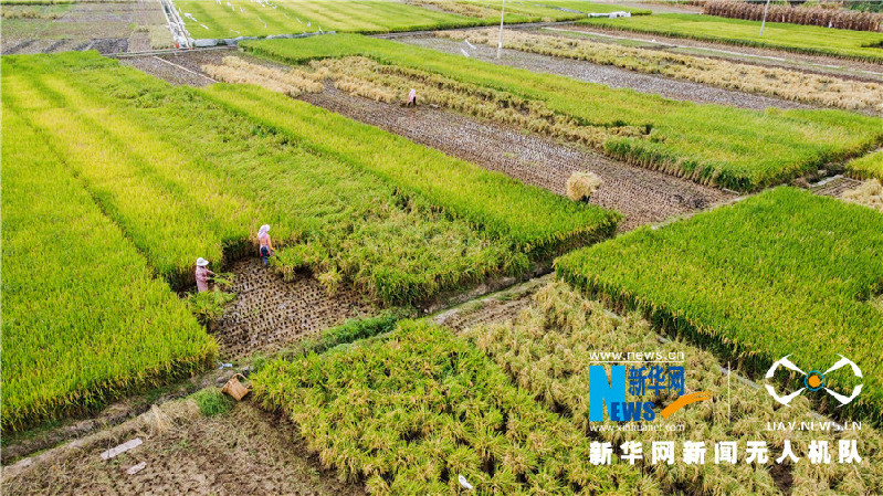 珠源大地盡染豐收色彩