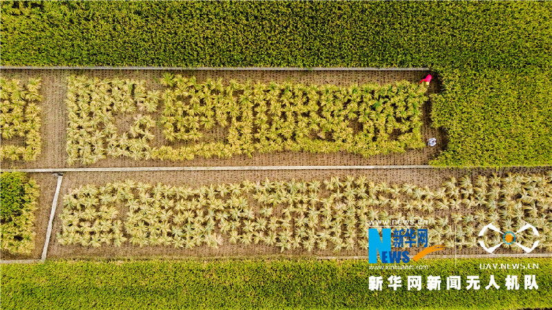 珠源大地盡染豐收色彩