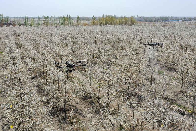 從“坎土曼”到“無人機(jī)”——田間地頭看新疆高質(zhì)量發(fā)展