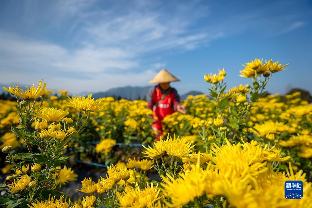 浙江淳安：菊花收獲忙
