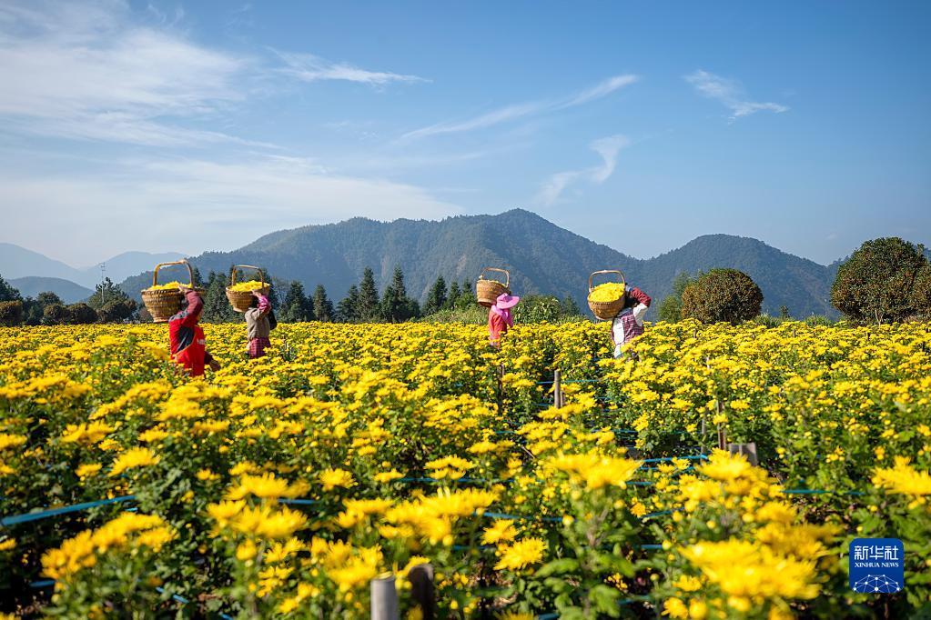 浙江淳安：菊花收獲忙