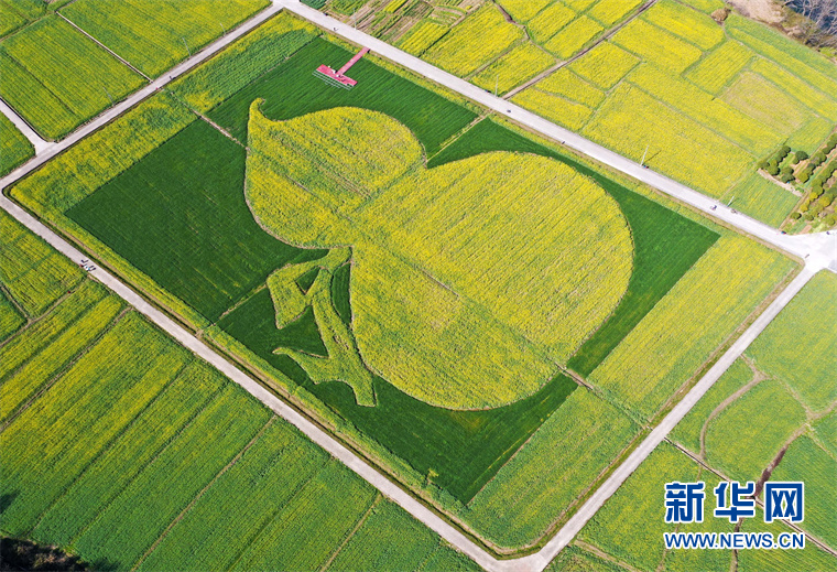 “葫蘆”花海秀春光