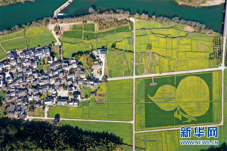 “葫蘆”花海秀春光