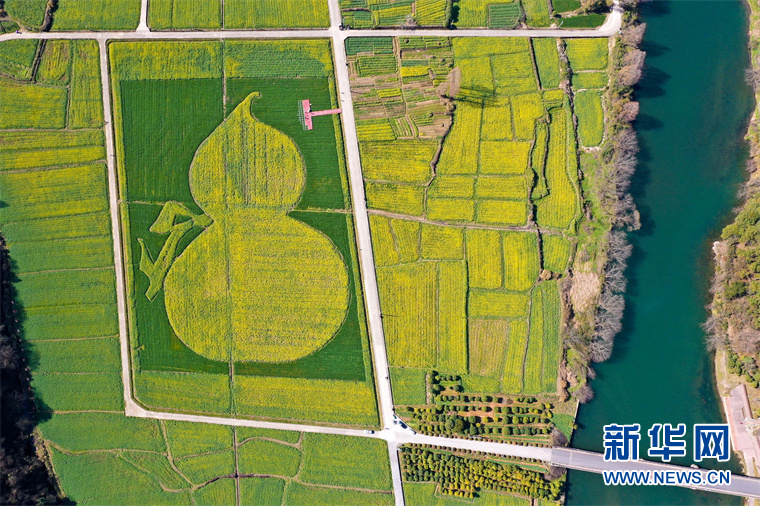 “葫蘆”花海秀春光