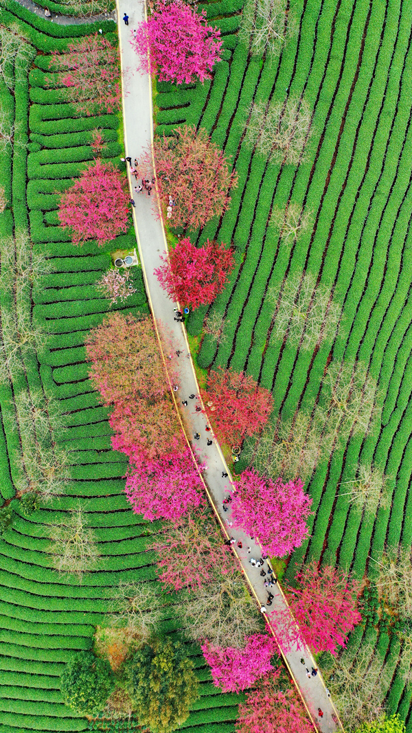 2022年旺旺杯“春節(jié)七天樂”新聞攝影征集活動定評會舉行