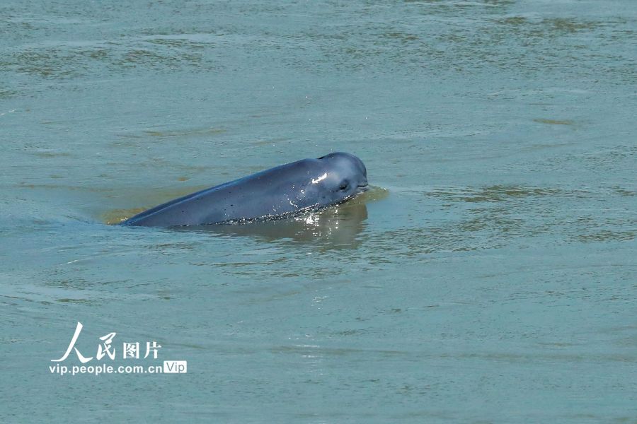 湖北宜昌：長(zhǎng)江江豚踏浪起“舞”