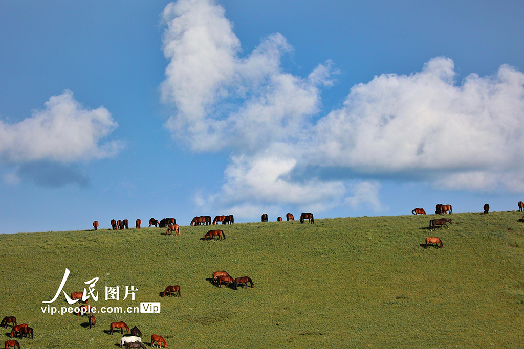 甘肅山丹馬場：雨后草原風(fēng)光如畫【9】