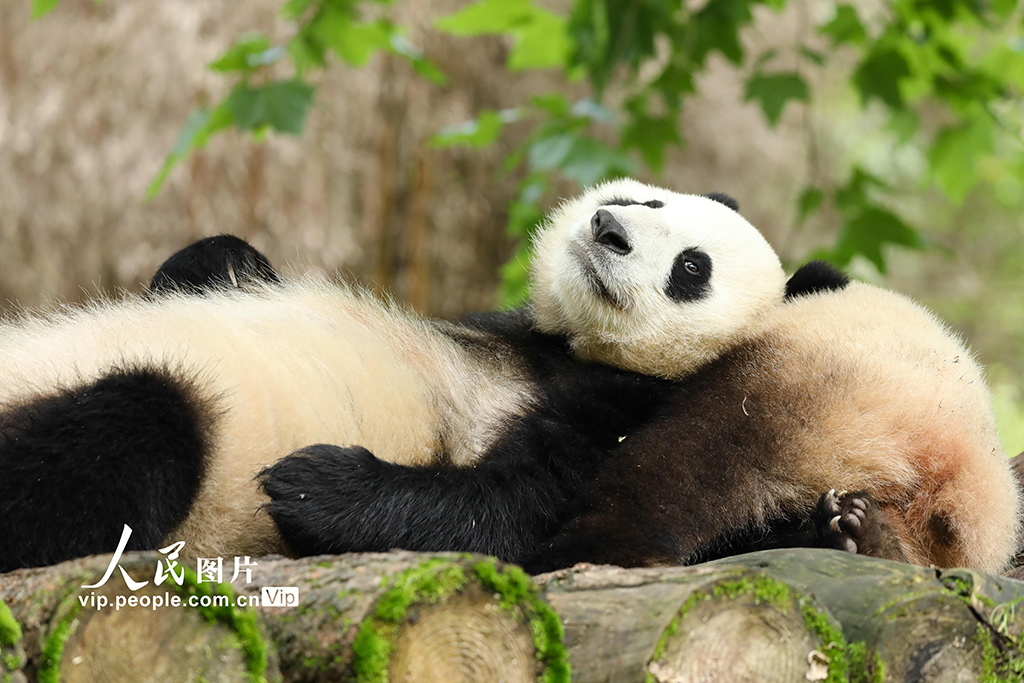 四川臥龍：大熊貓的歡樂暑期【2】