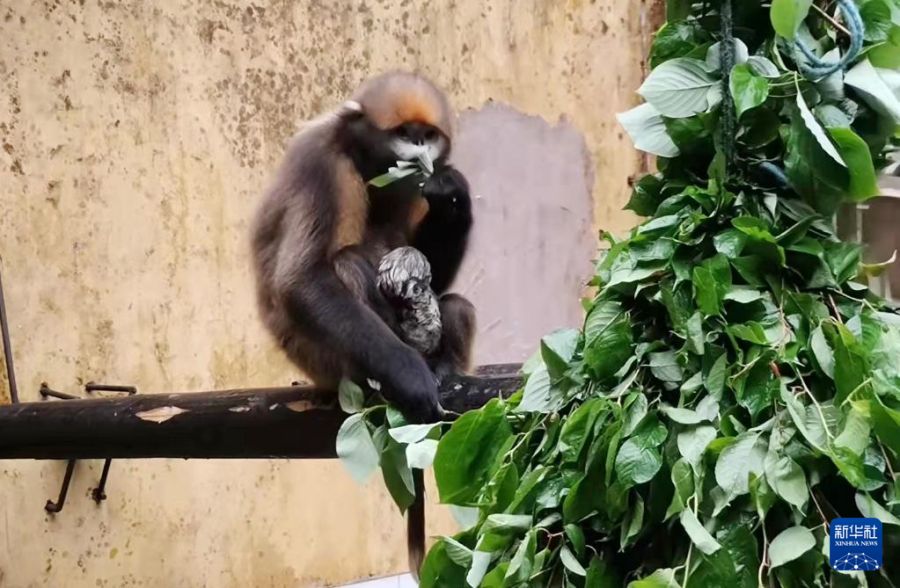 天空之眼瞰貴州梵凈山