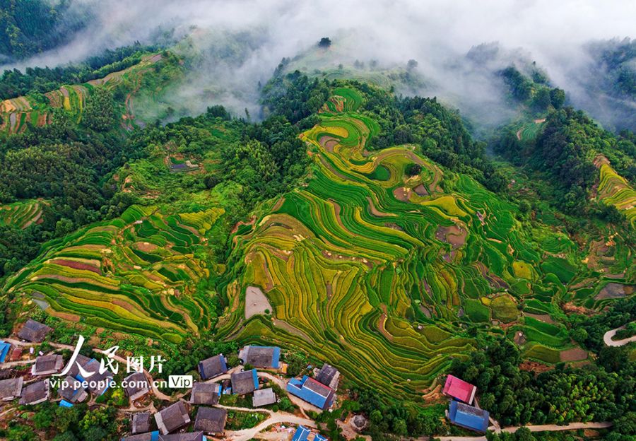 廣西融水：初秋梯田“豐”景美