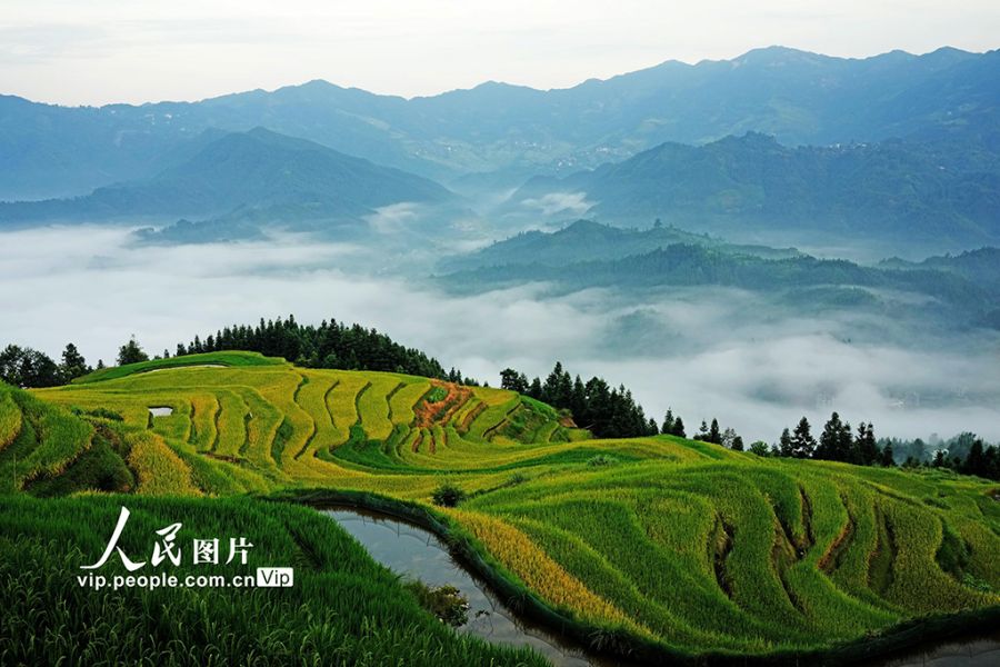 廣西融水：初秋梯田“豐”景美