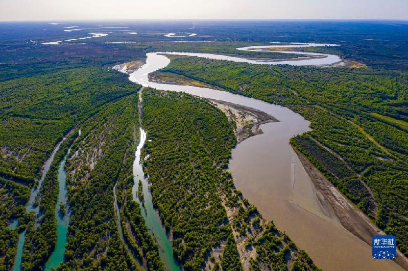 江河奔騰看中國丨塔里木河:沙漠中的綠色走廊