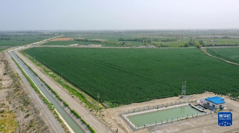 江河奔騰看中國丨塔里木河:沙漠中的綠色走廊