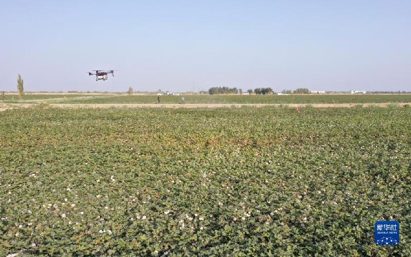 江河奔騰看中國丨塔里木河:沙漠中的綠色走廊