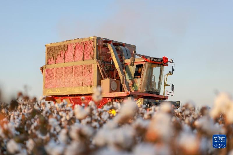 江河奔騰看中國丨塔里木河:沙漠中的綠色走廊