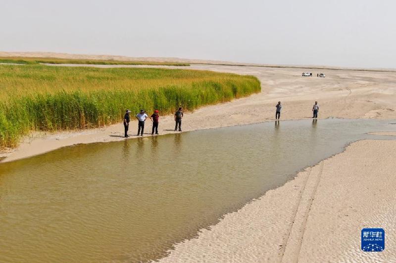 江河奔騰看中國丨塔里木河:沙漠中的綠色走廊