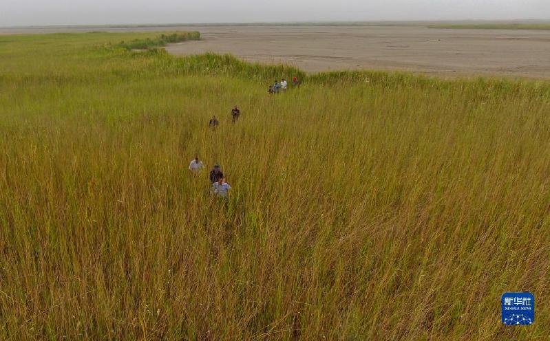 江河奔騰看中國丨塔里木河:沙漠中的綠色走廊