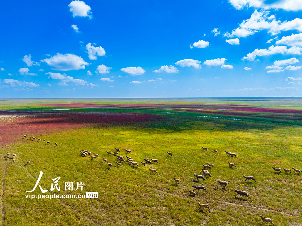 秋染濕地麋鹿歡