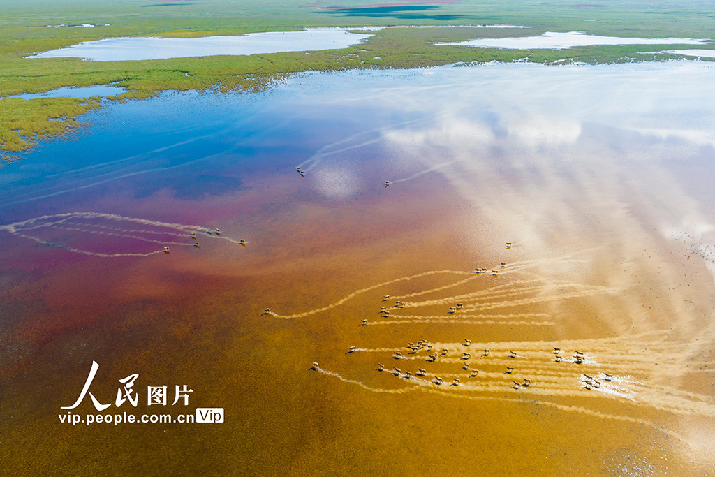 秋染濕地麋鹿歡