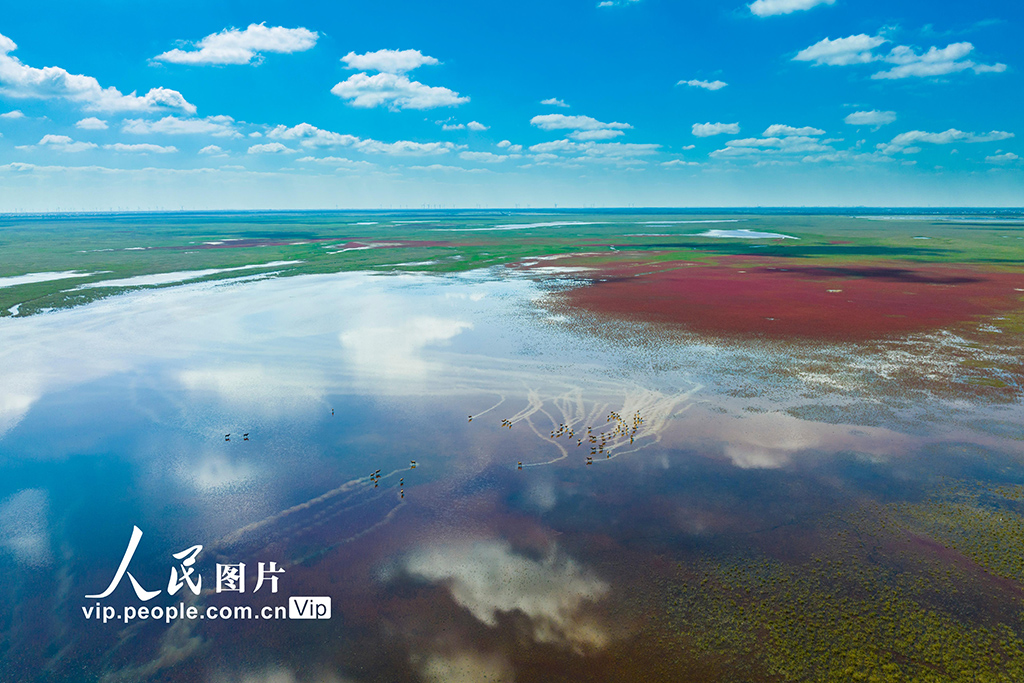 秋染濕地麋鹿歡