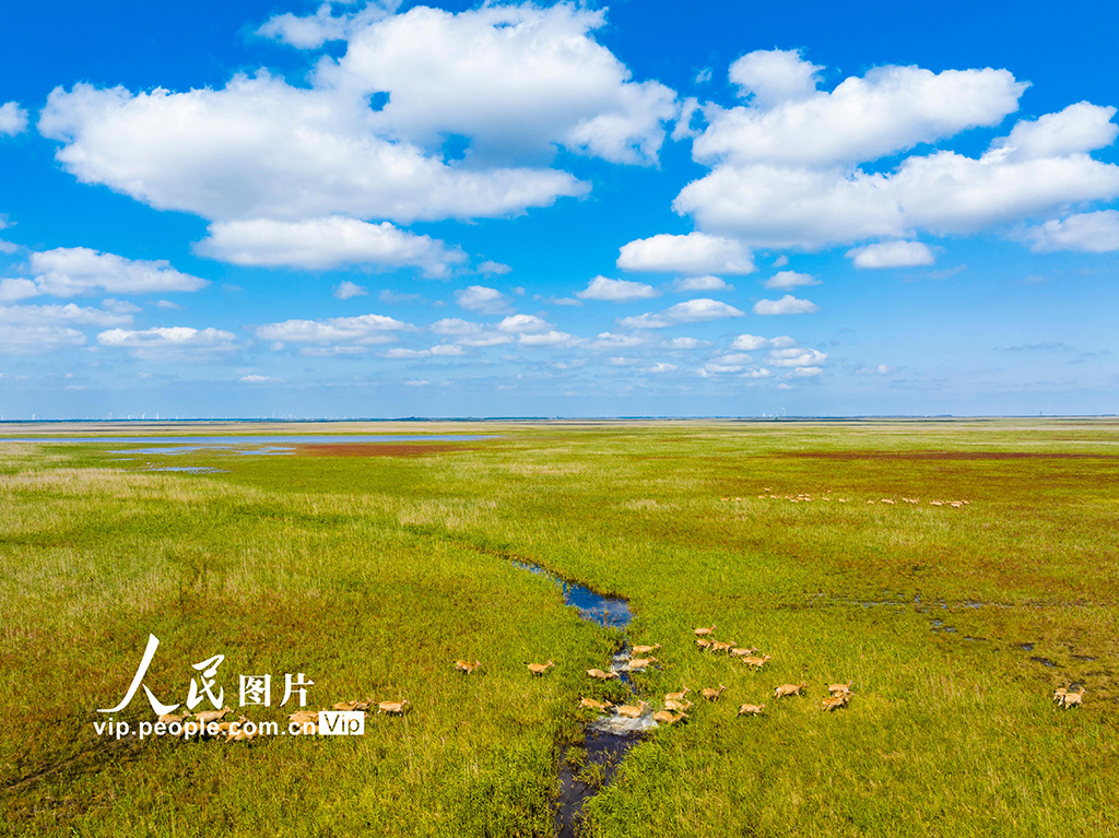 秋染濕地麋鹿歡