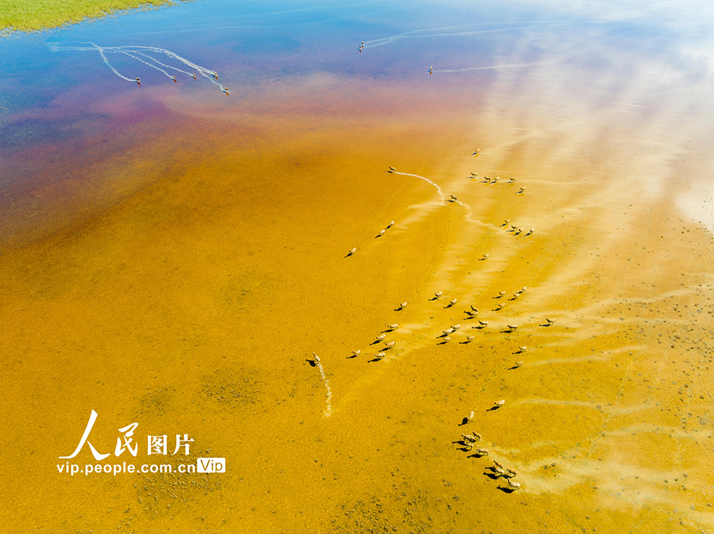 秋染濕地麋鹿歡