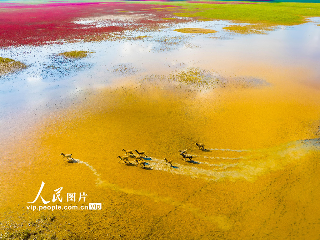 秋染濕地麋鹿歡