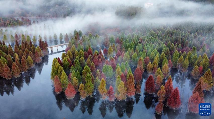 體驗超強光影沖擊力 “水上森林” 景如畫