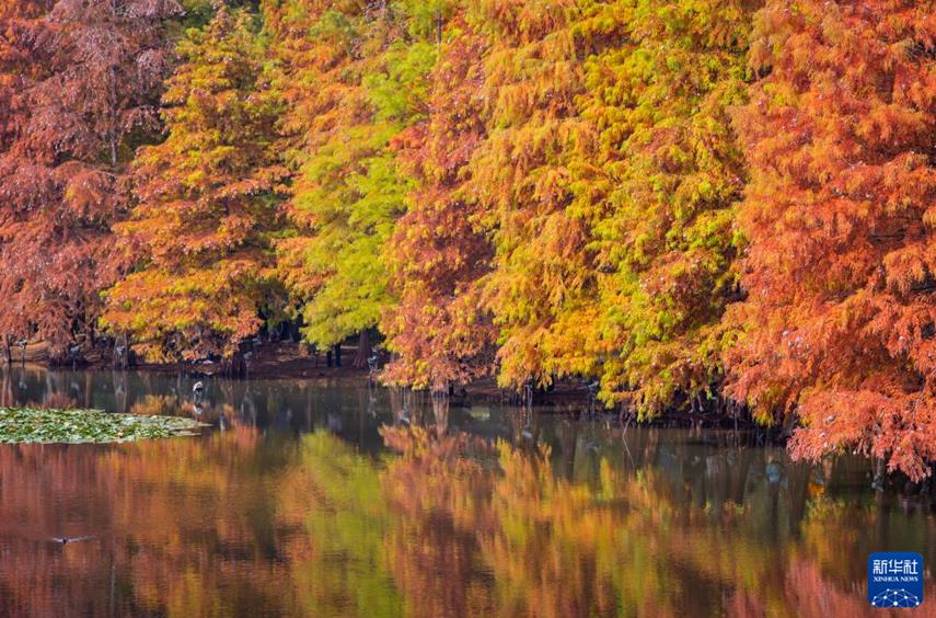 體驗超強光影沖擊力 “水上森林” 景如畫