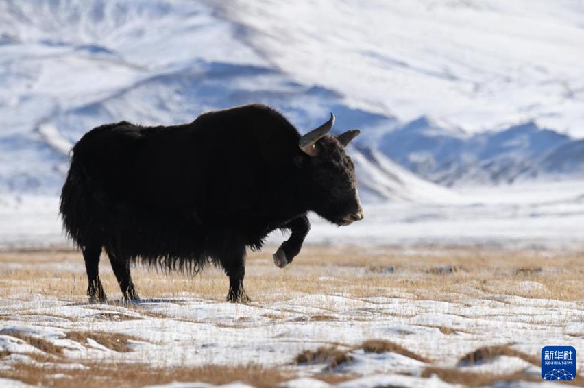 無(wú)人機(jī)航拍：生機(jī)勃勃的冬日哈爾騰