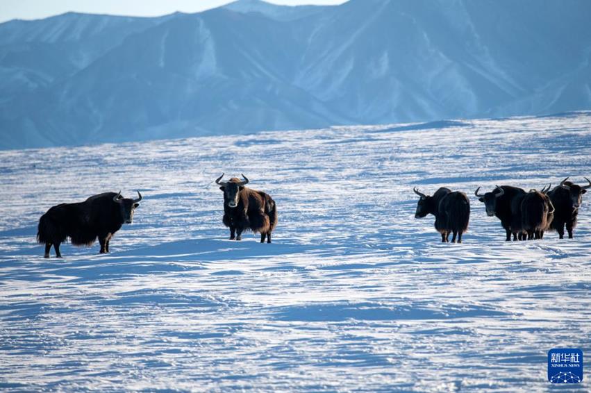 無(wú)人機(jī)航拍：生機(jī)勃勃的冬日哈爾騰