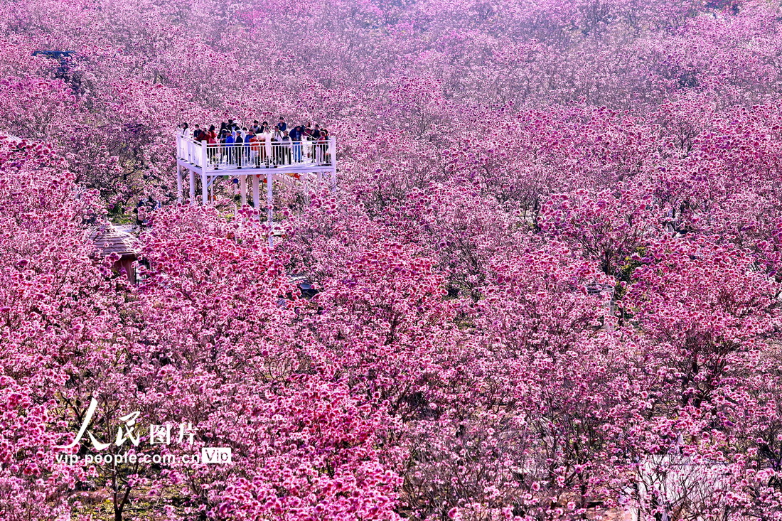 廣東江門：紫花風(fēng)鈴綻放