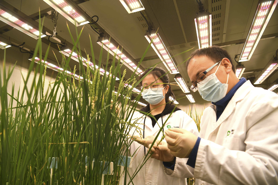 水稻實驗室春意濃