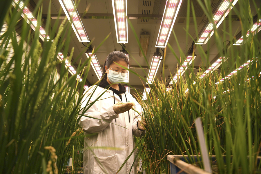 水稻實驗室春意濃