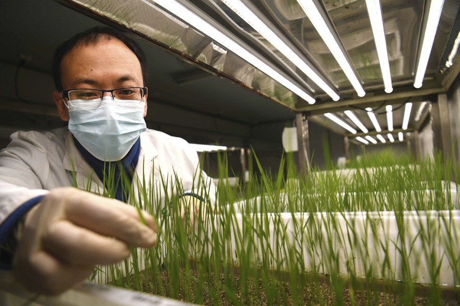 水稻實驗室春意濃