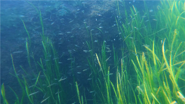 跟著水下無(wú)人機(jī)“探秘”云南撫仙湖！