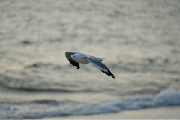 索尼發(fā)布新一代小三元 FE 70-200mm F4 Macro G OSS II 鏡頭