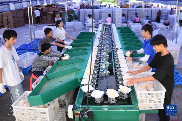 湖南炎陵：黃桃上市