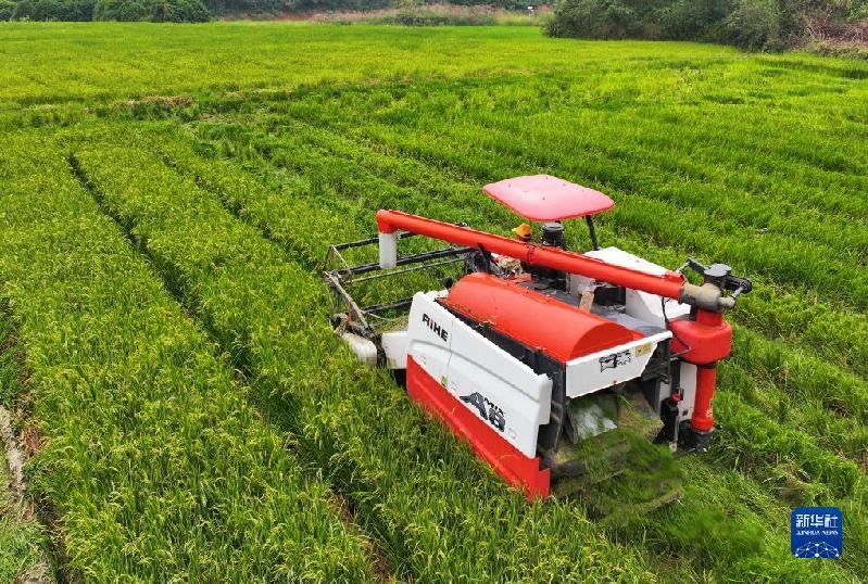 湖南靖州:制種水稻收割忙