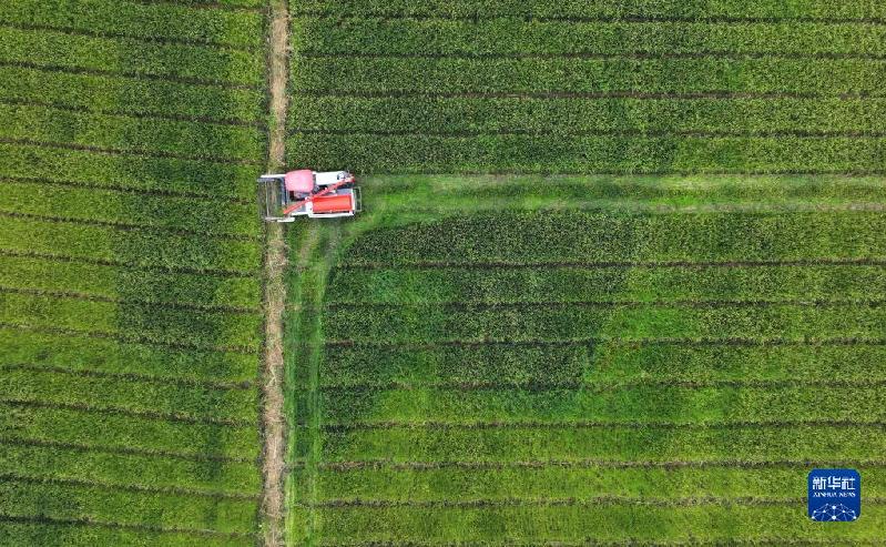 湖南靖州:制種水稻收割忙