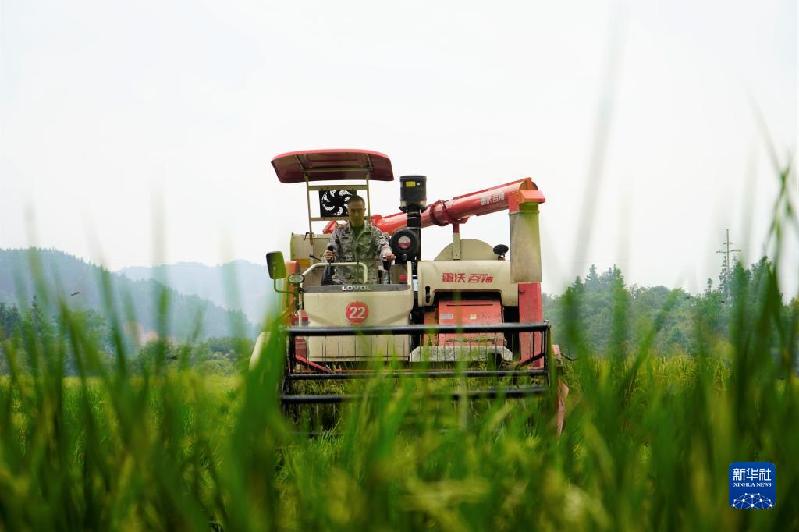 湖南靖州:制種水稻收割忙