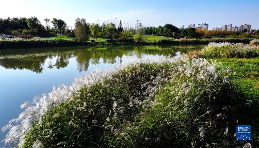 美麗中國丨陜西:灃河秋景勝春朝