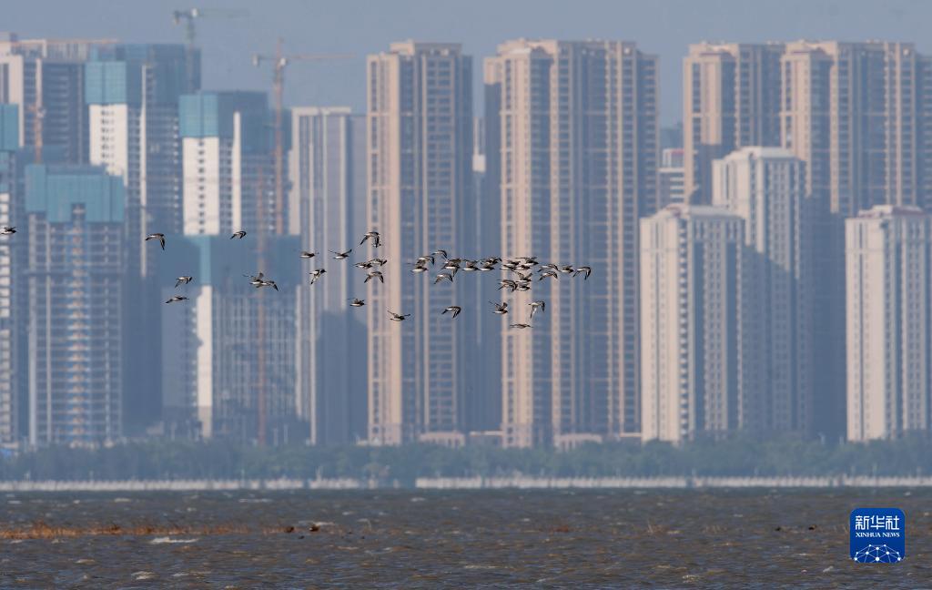新華全媒+丨珍稀候鳥在福建過冬