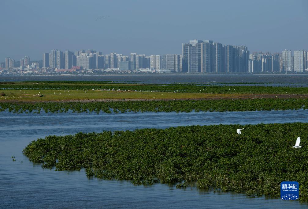 新華全媒+丨珍稀候鳥在福建過冬
