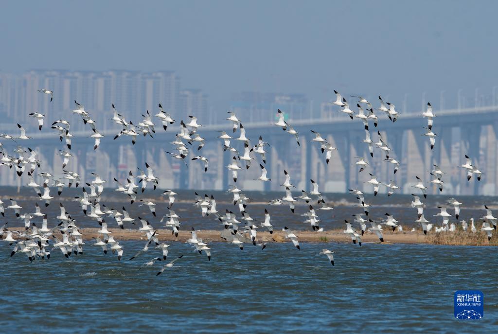 新華全媒+丨珍稀候鳥在福建過冬