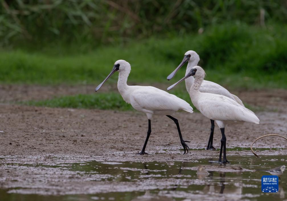 新華全媒+丨珍稀候鳥在福建過冬